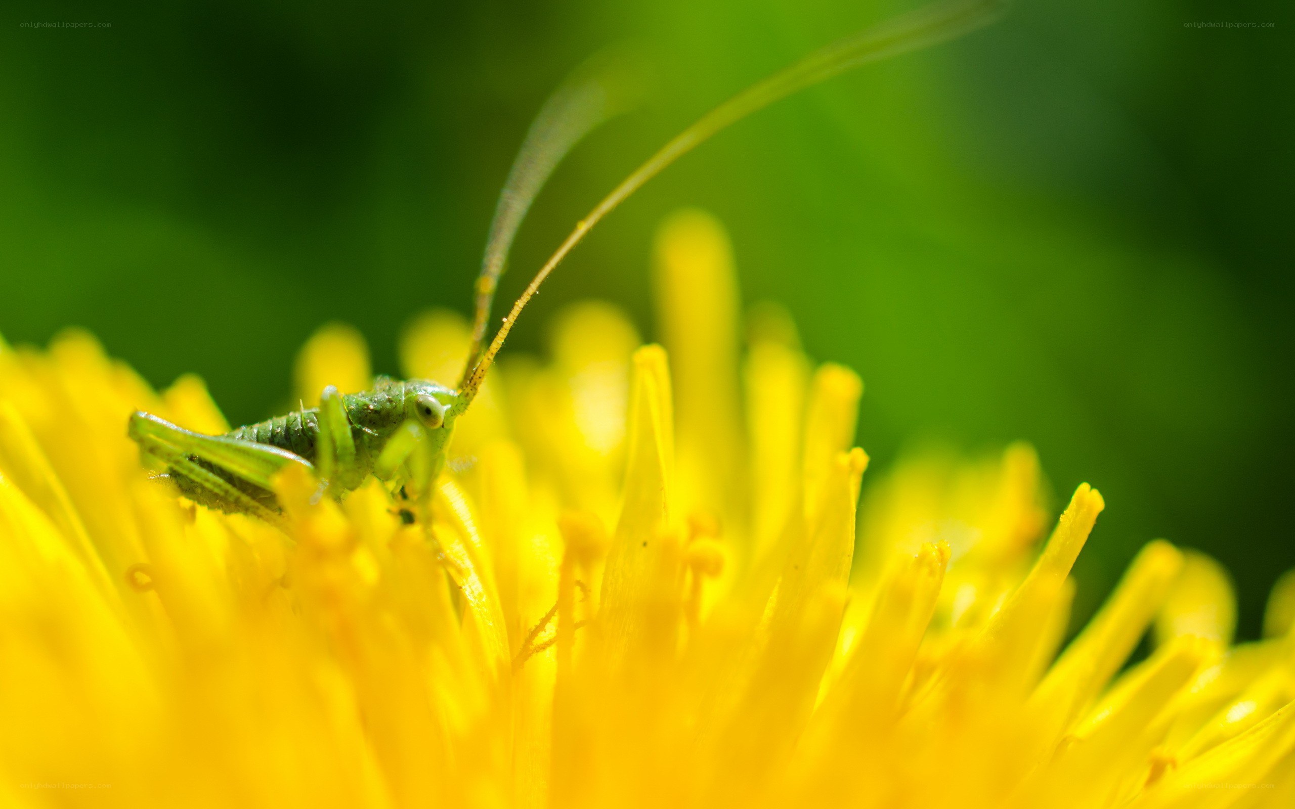 Green insect on yellow flower