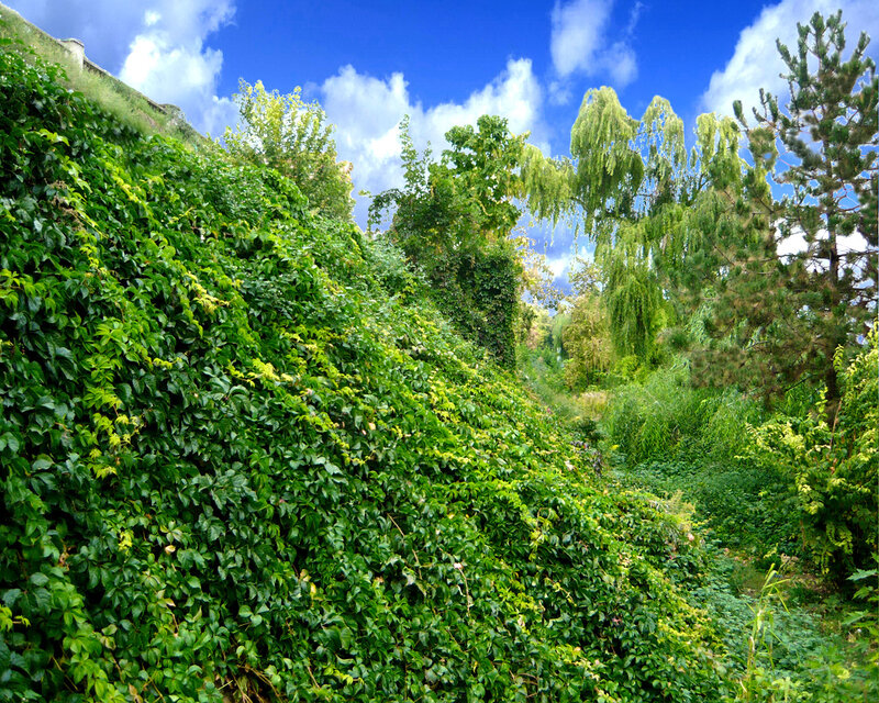 Green ivy-covered hillside