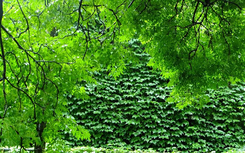 green ivy-covered wall