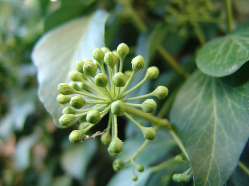 Green Ivy Flower Buds