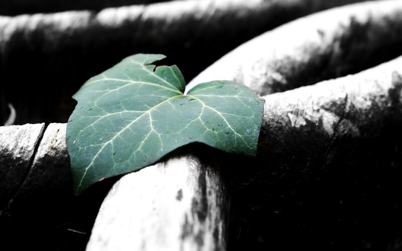 Green Ivy Leaf