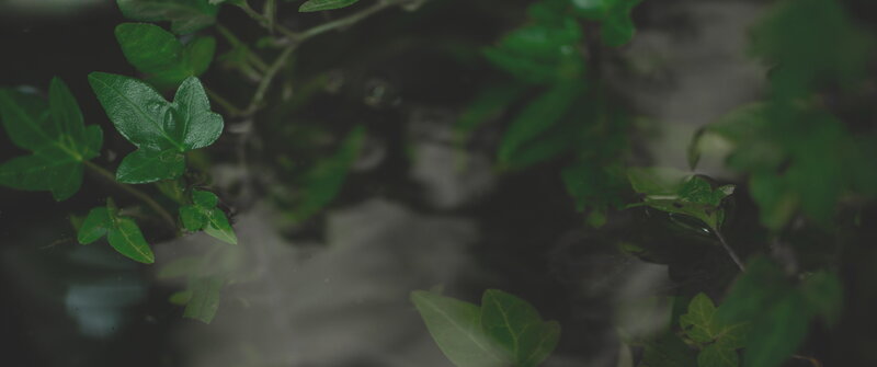 Green Ivy Leaves — Calm