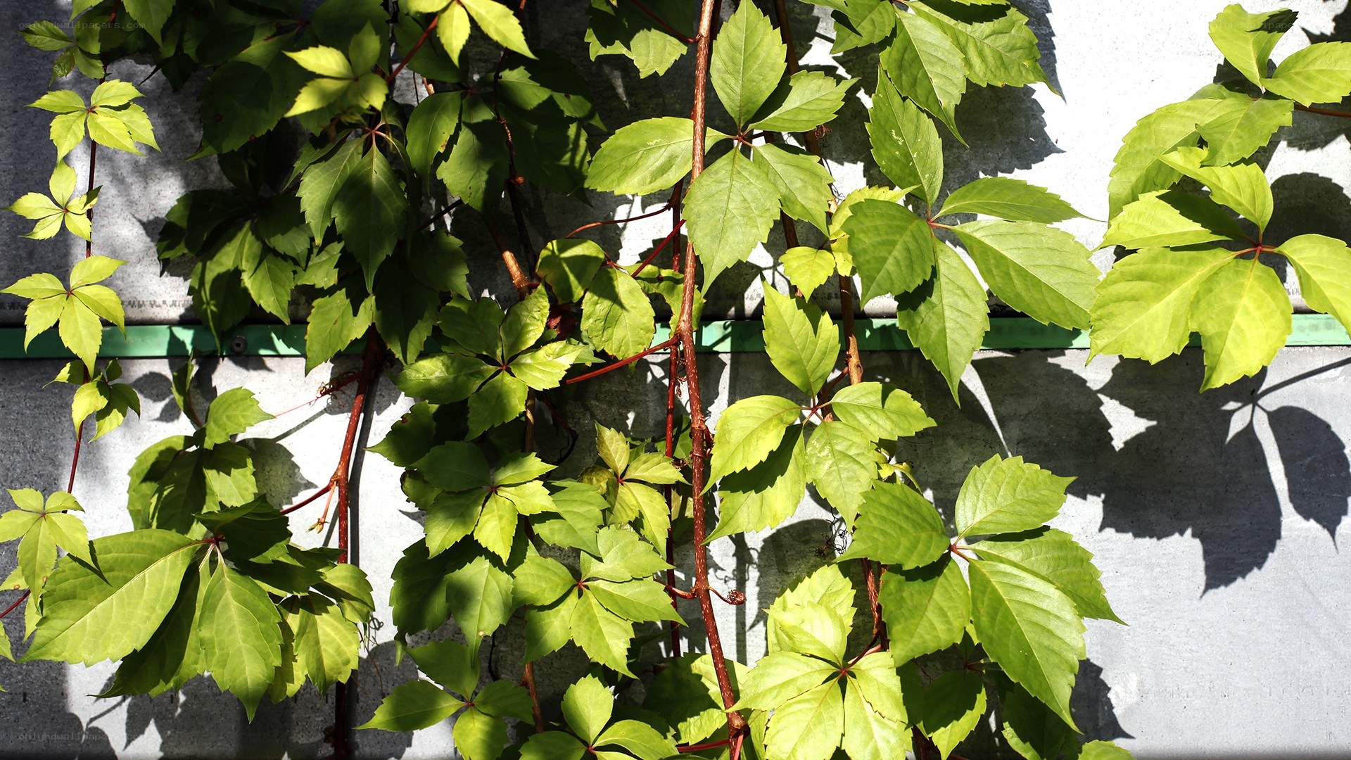 green ivy leaves on a wall