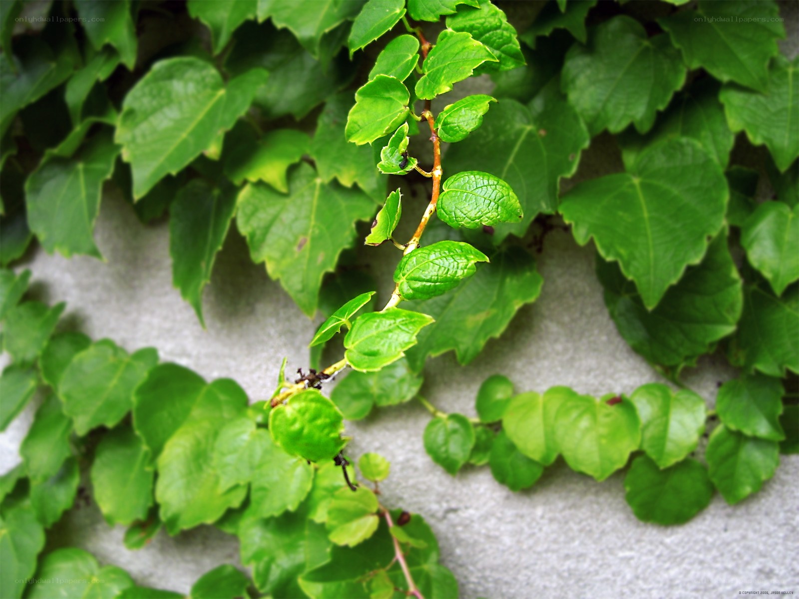 green ivy leaves on wall