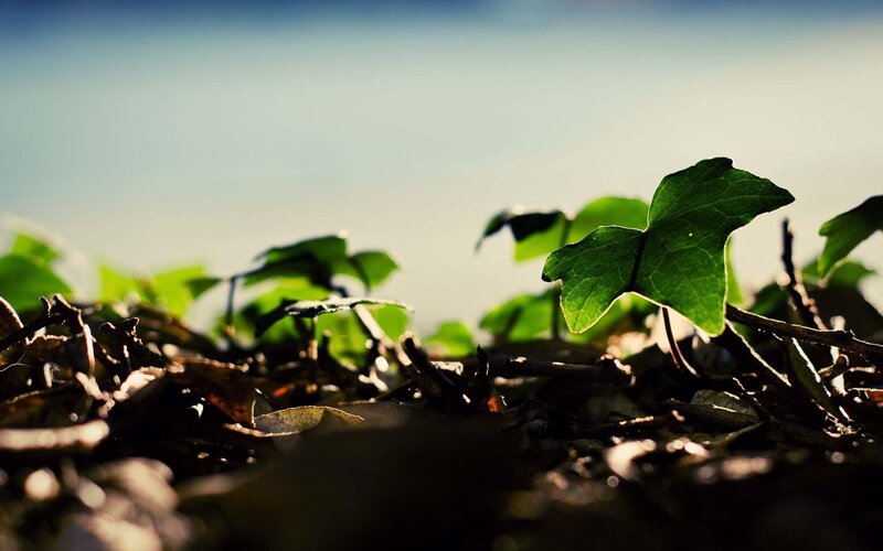 Green Ivy Leaves — Serene