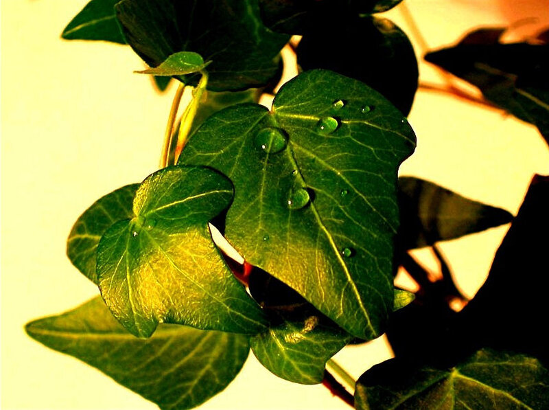 Green Ivy Leaves