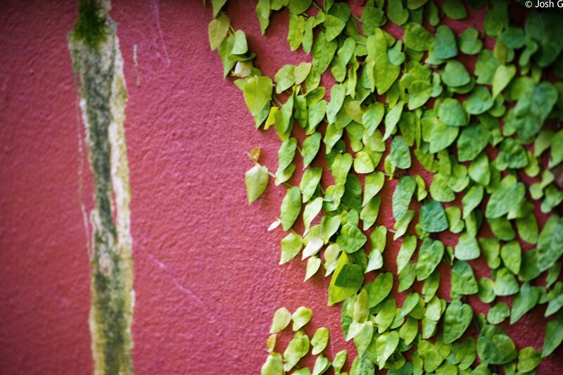 Green Ivy on Red Wall