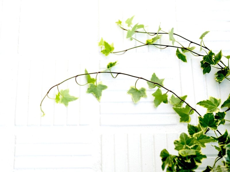 green ivy on white wall