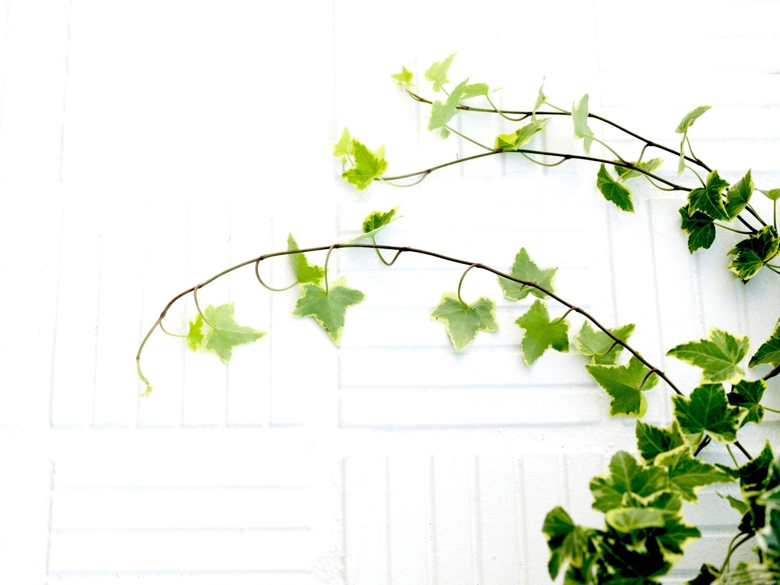 green ivy on white wall
