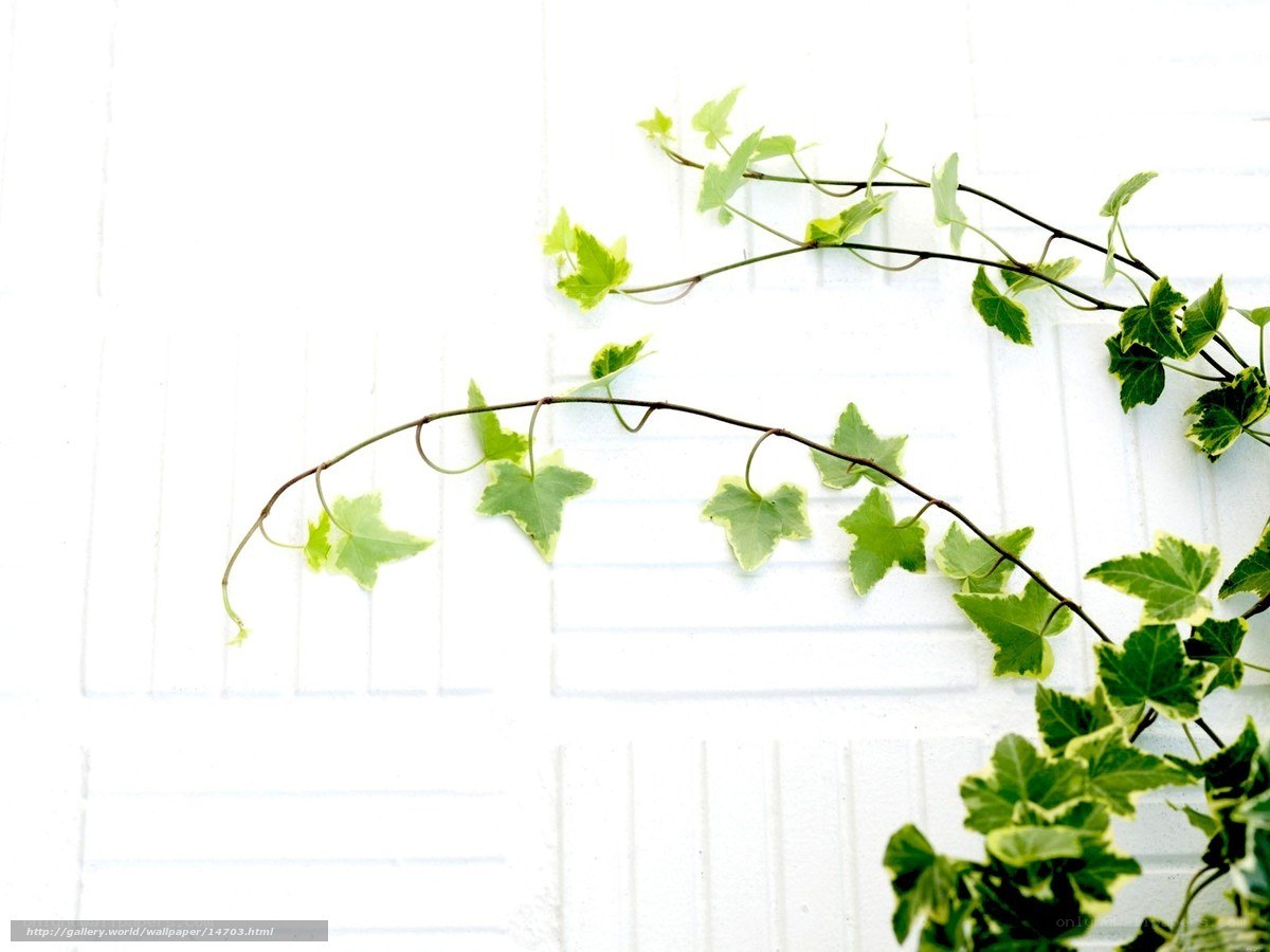 green ivy on white wall