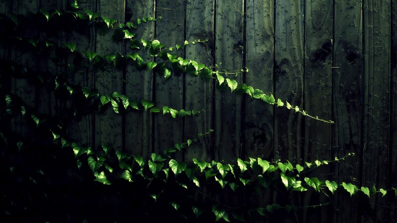 green ivy on wooden fence