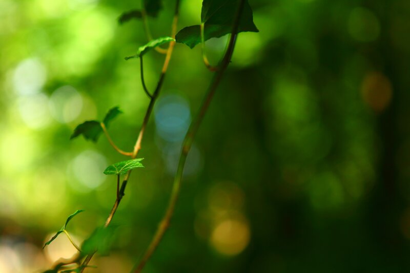Green Ivy Vine