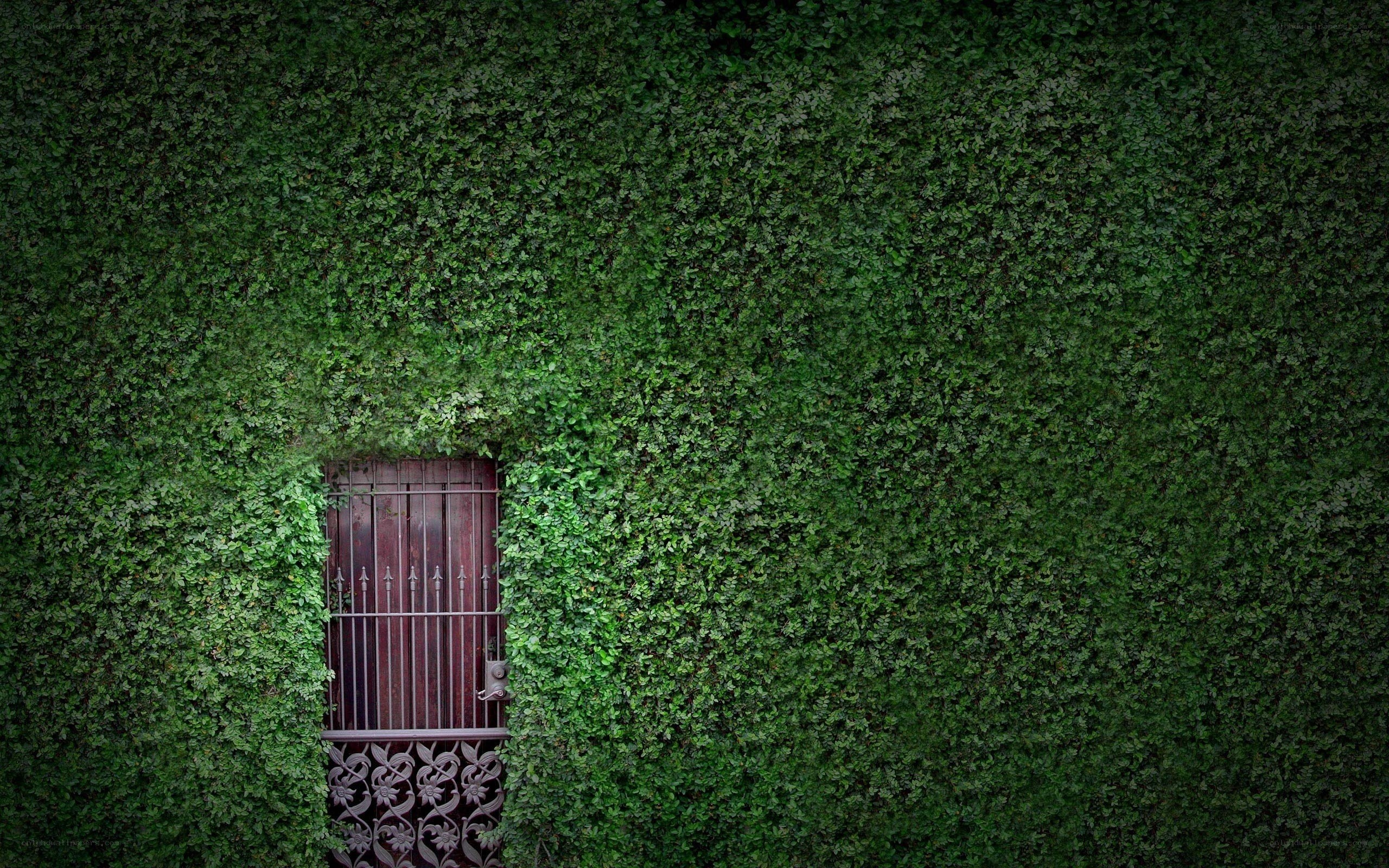 green ivy wall with door