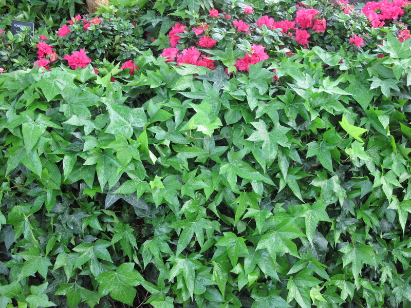 Green Ivy with Pink Flowers