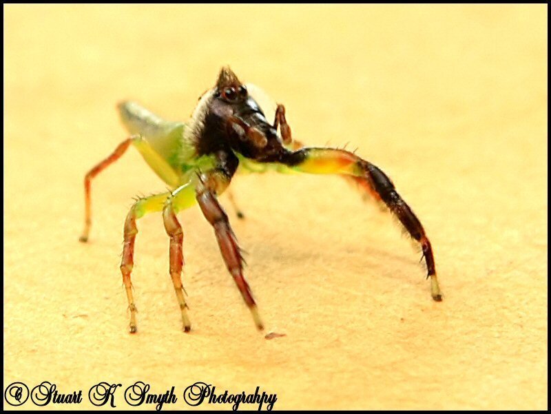 green jumping spider