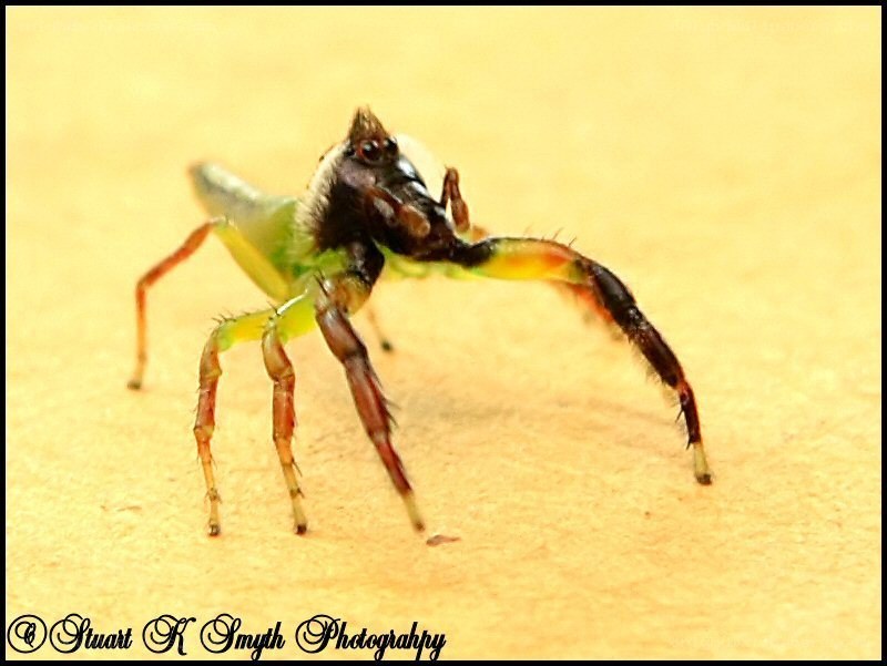 green jumping spider