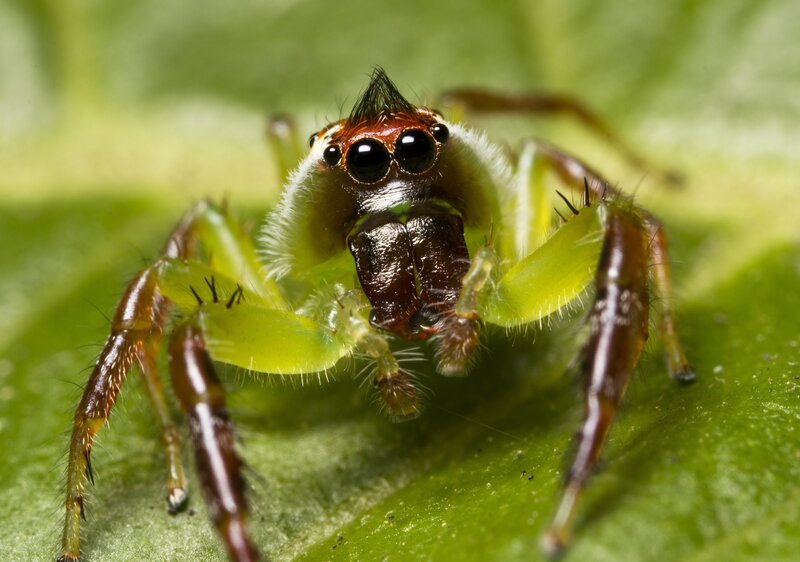 Green Jumping Spider — Alert