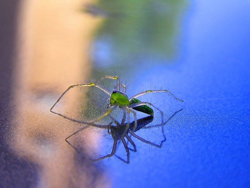 Green Jumping Spider — Calm