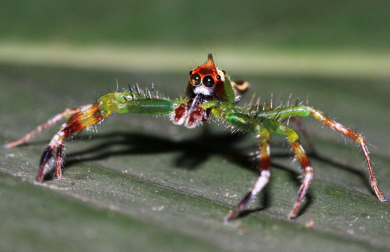 Green Jumping Spider — Natural