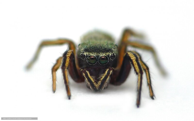 Green Jumping Spider — Neutral