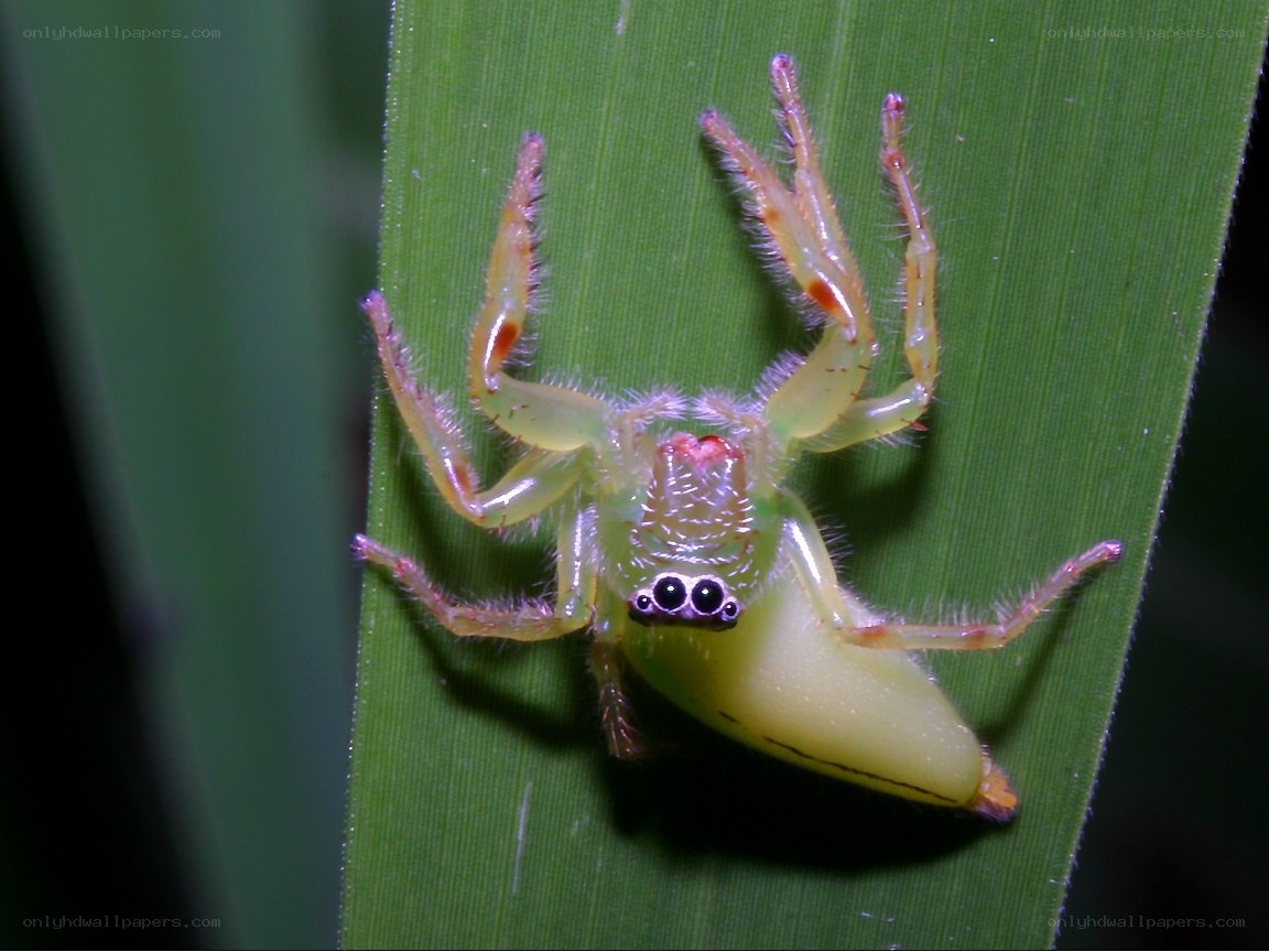 green jumping spider on leaf