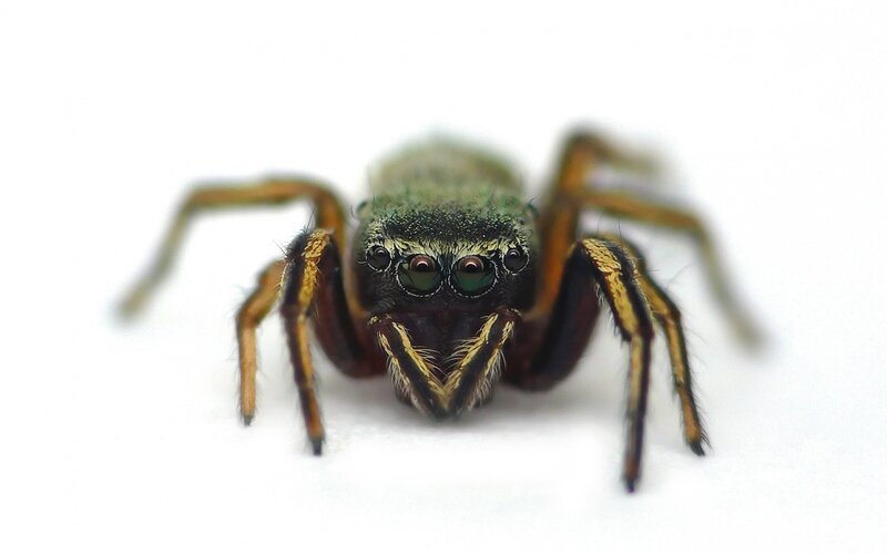 green jumping spider