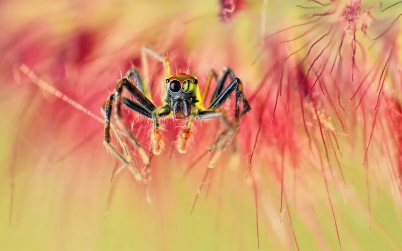 Green Jumping Spider — Yellow