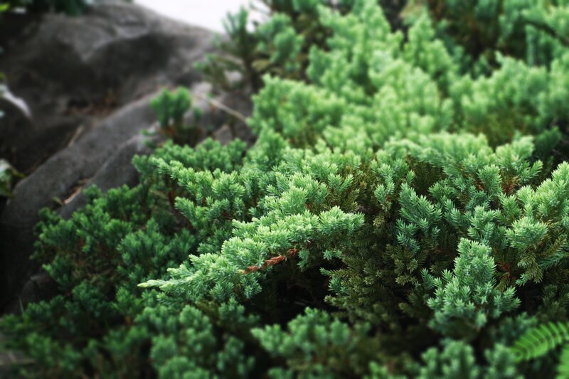Green Juniper Bush