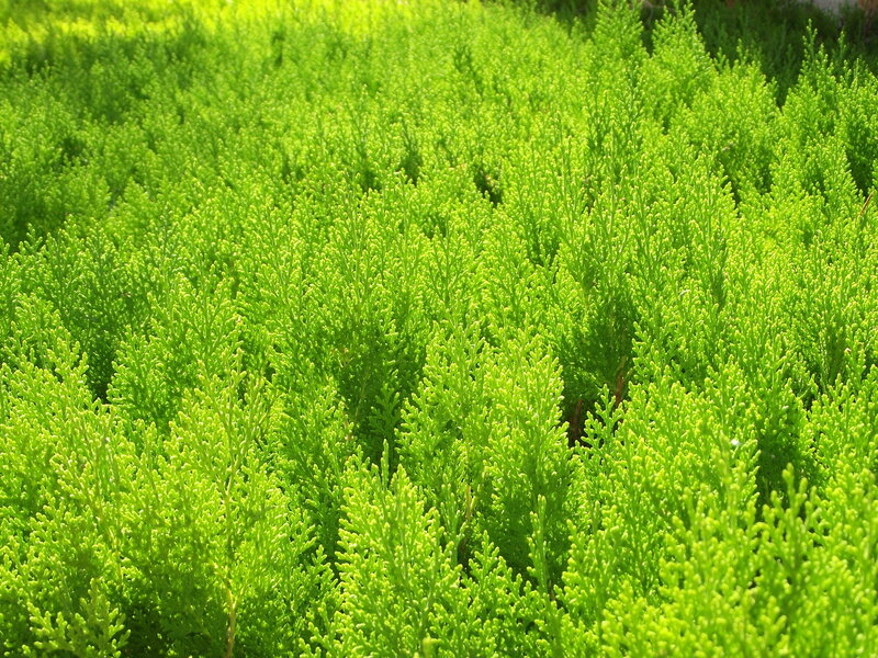 Green Juniper Shrubs