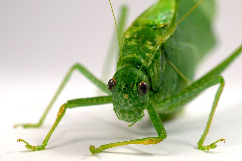 Green Katydid Insect
