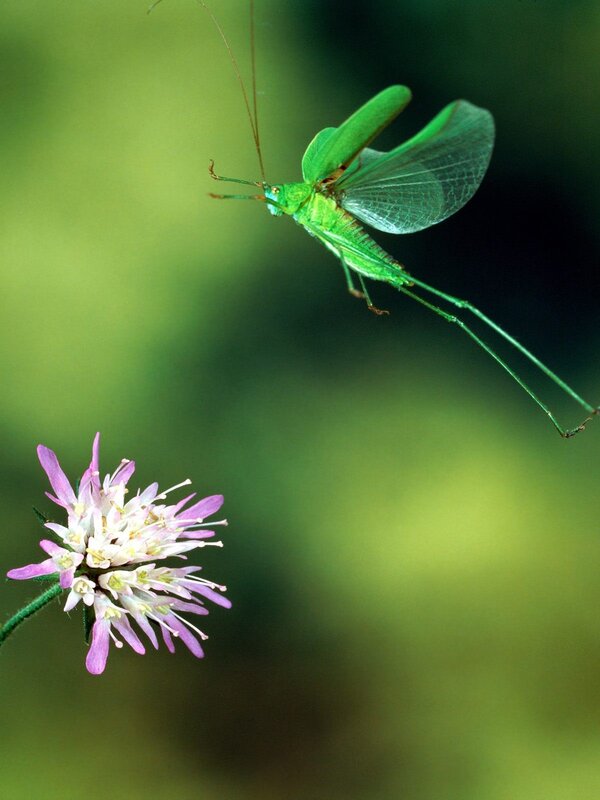 Green katydid near pink flower