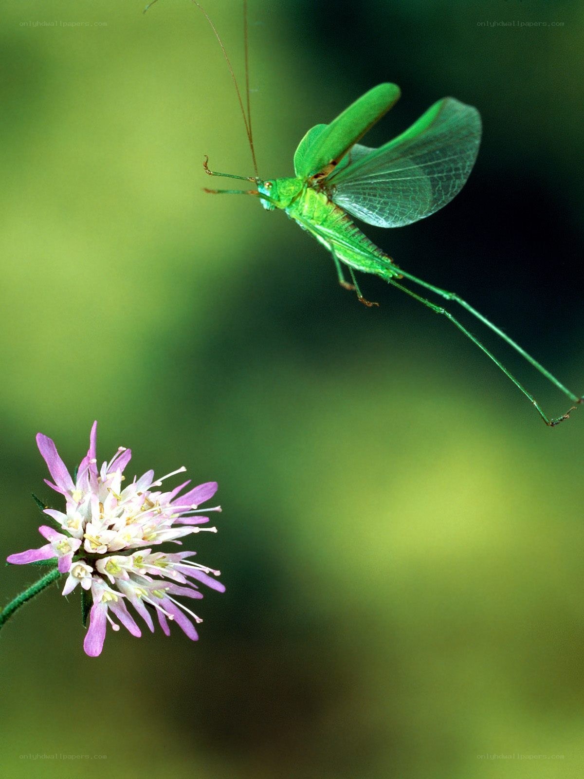Green katydid near pink flower