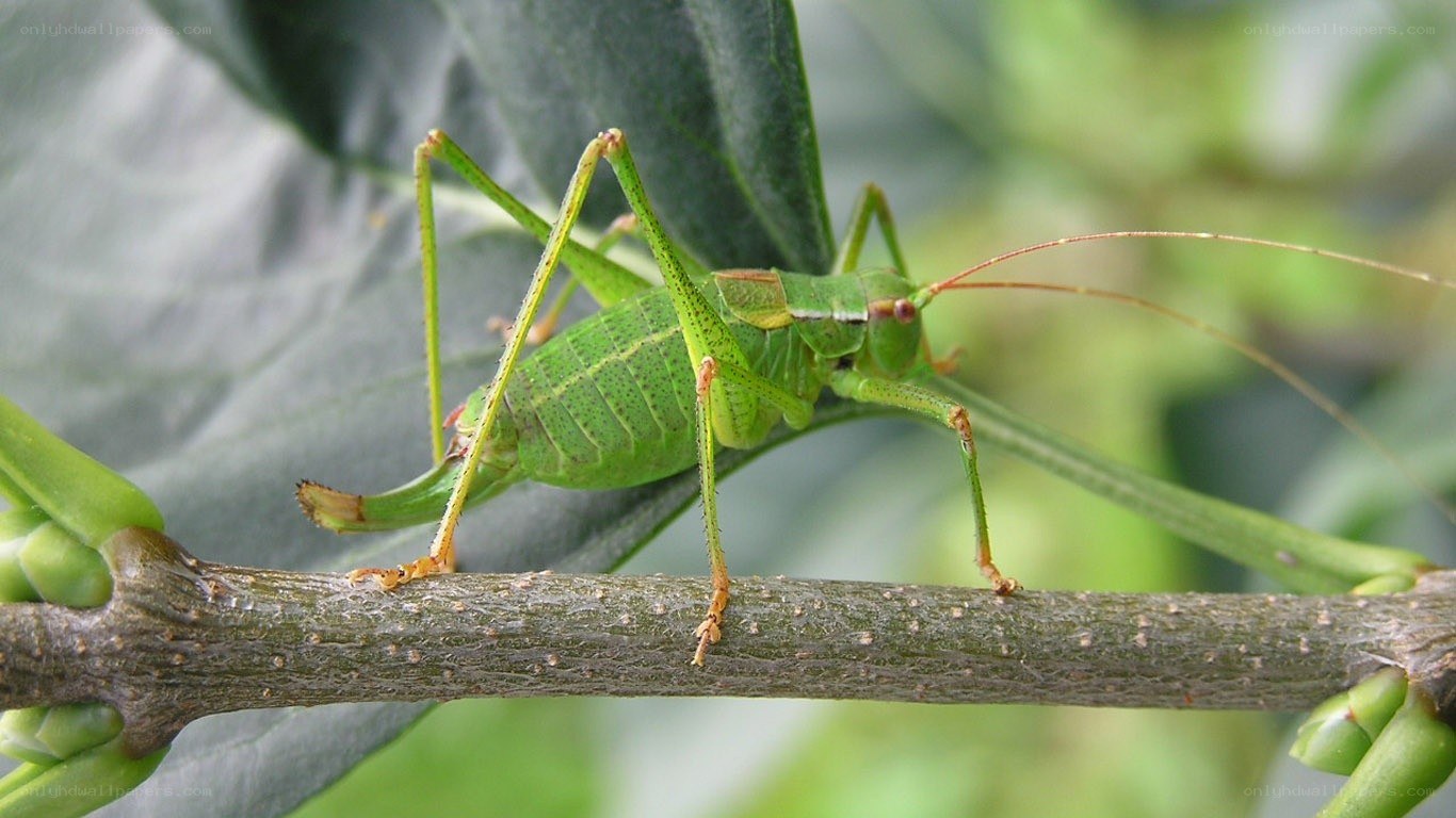 green katydid on a branch