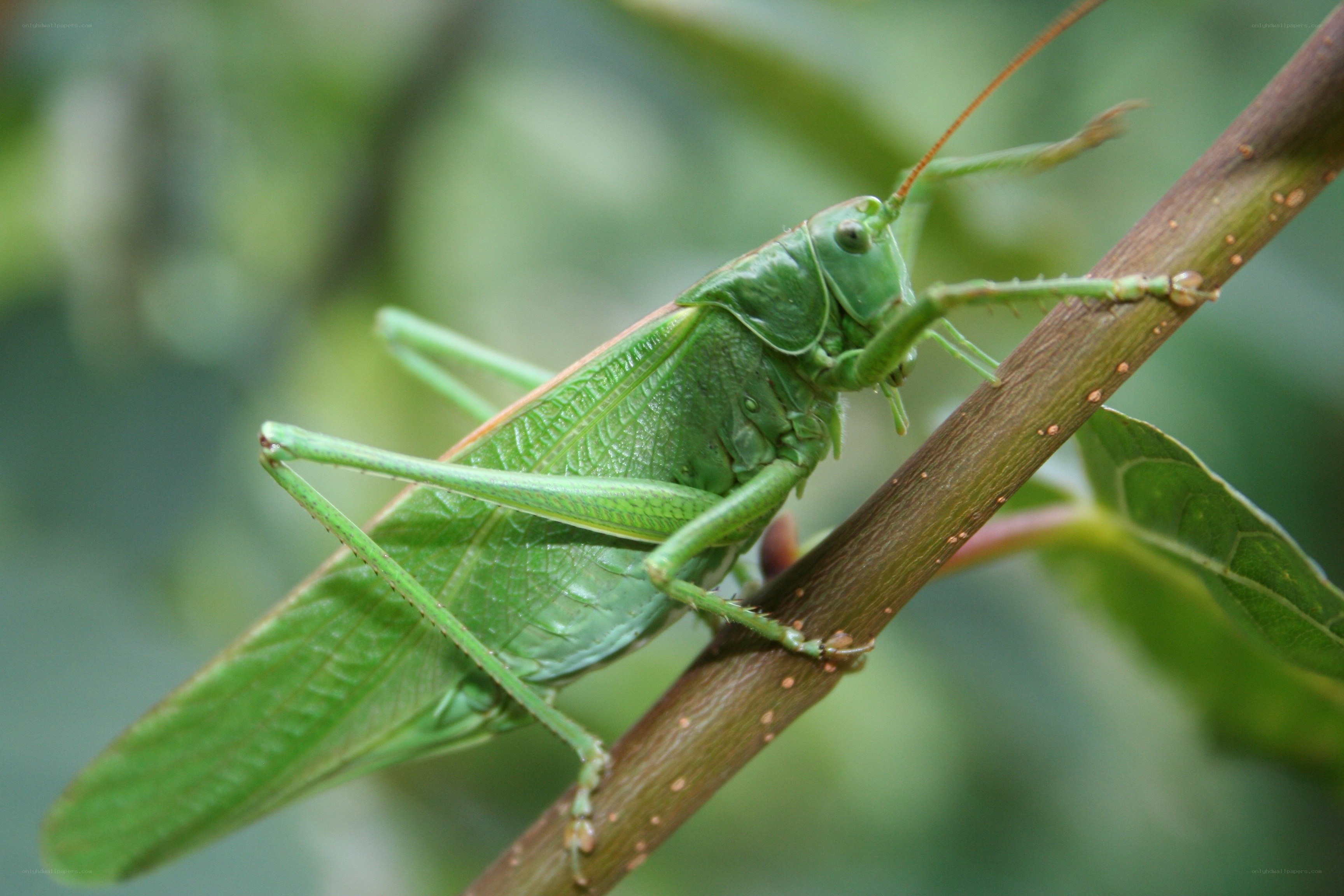 green katydid on a branch