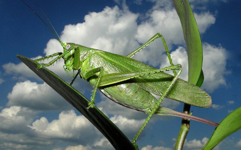 Green katydid on a leaf