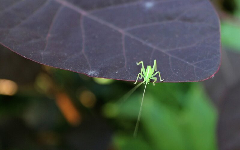 Green katydid on a leaf