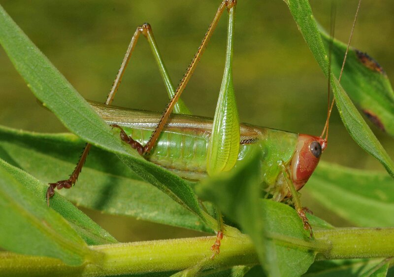 green katydid on a leaf
