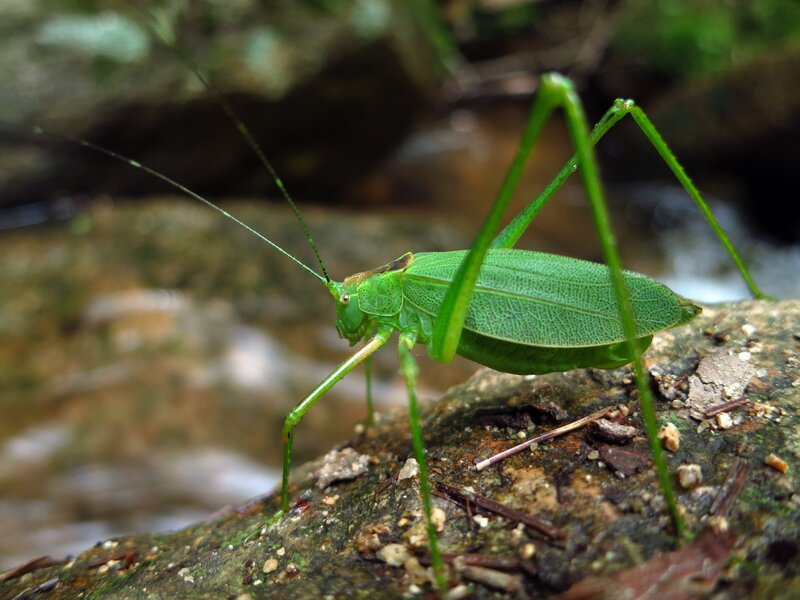 Green katydid on a rock