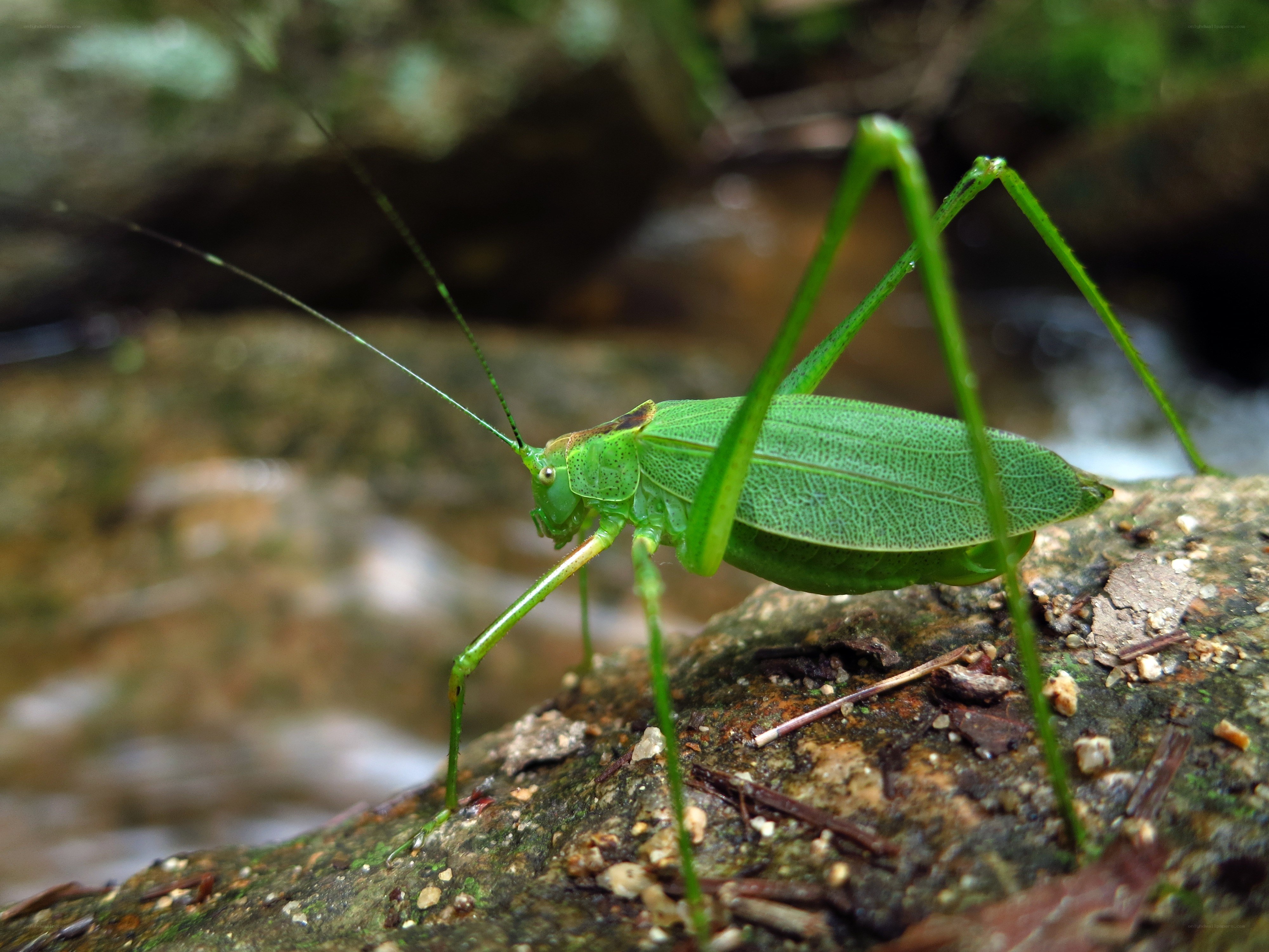 Green katydid on a rock