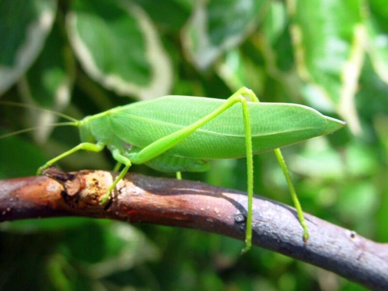 Green Katydid on Branch