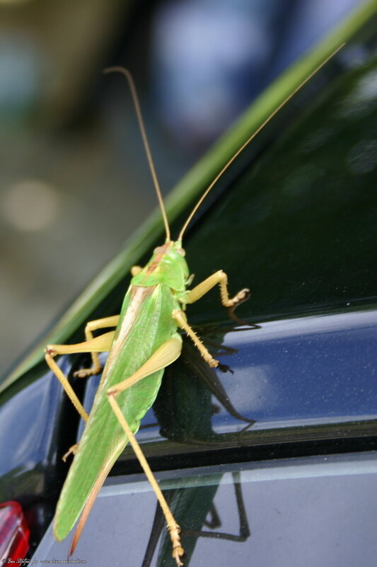 green katydid on car