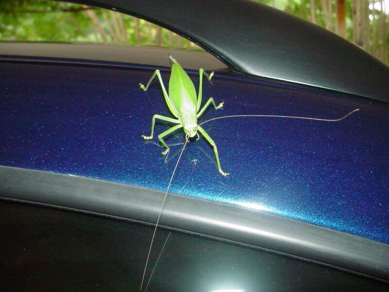 green katydid on car