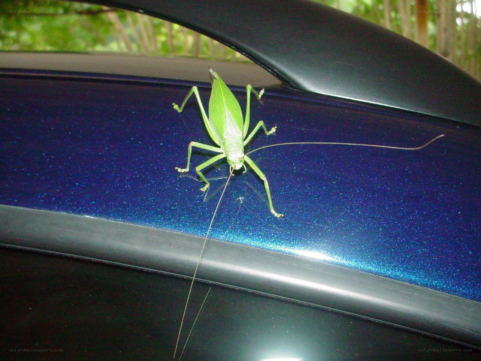 green katydid on car