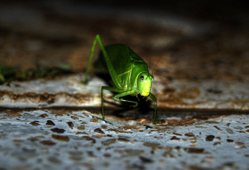 green katydid on concrete