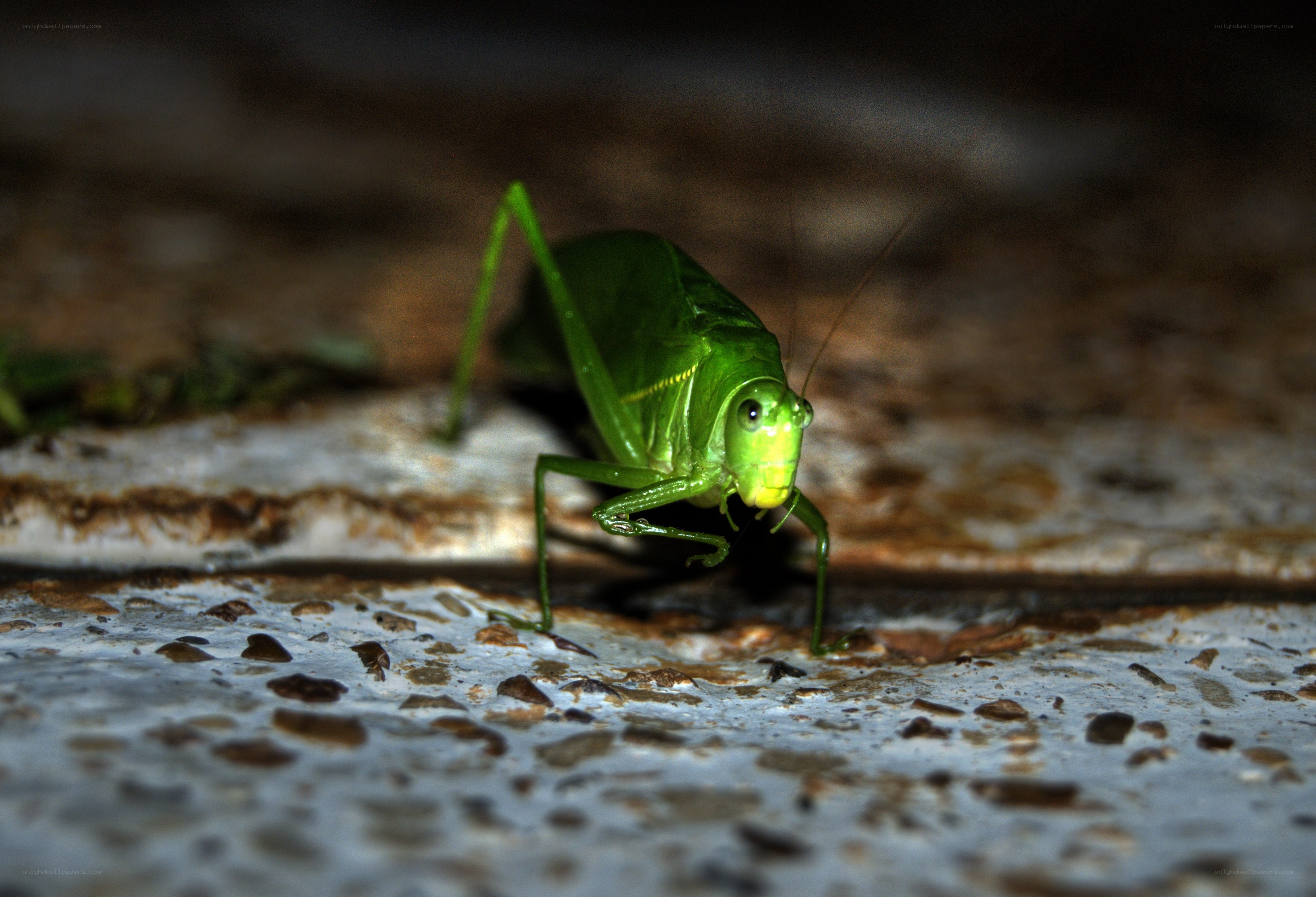 green katydid on concrete