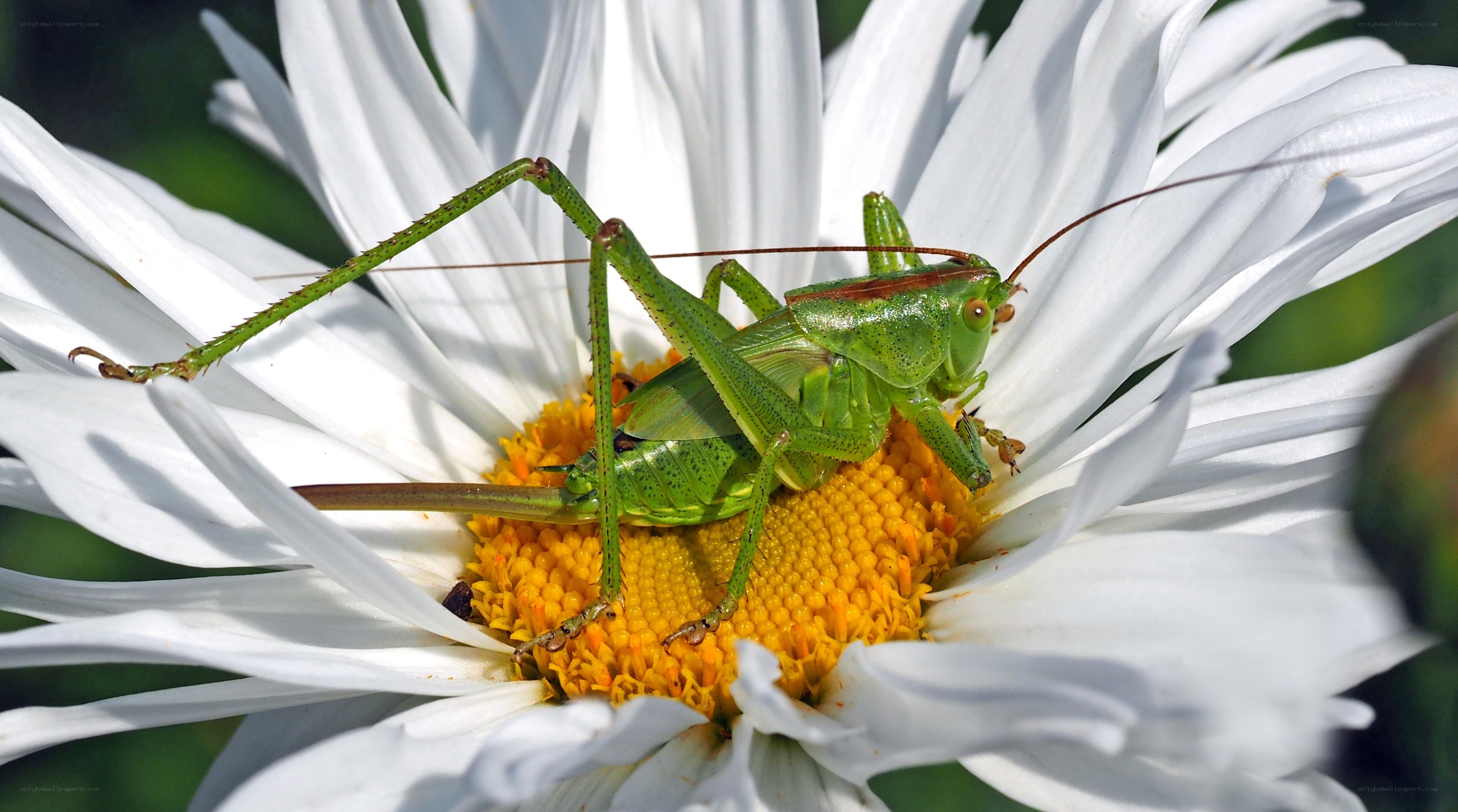 Green katydid on daisy flower