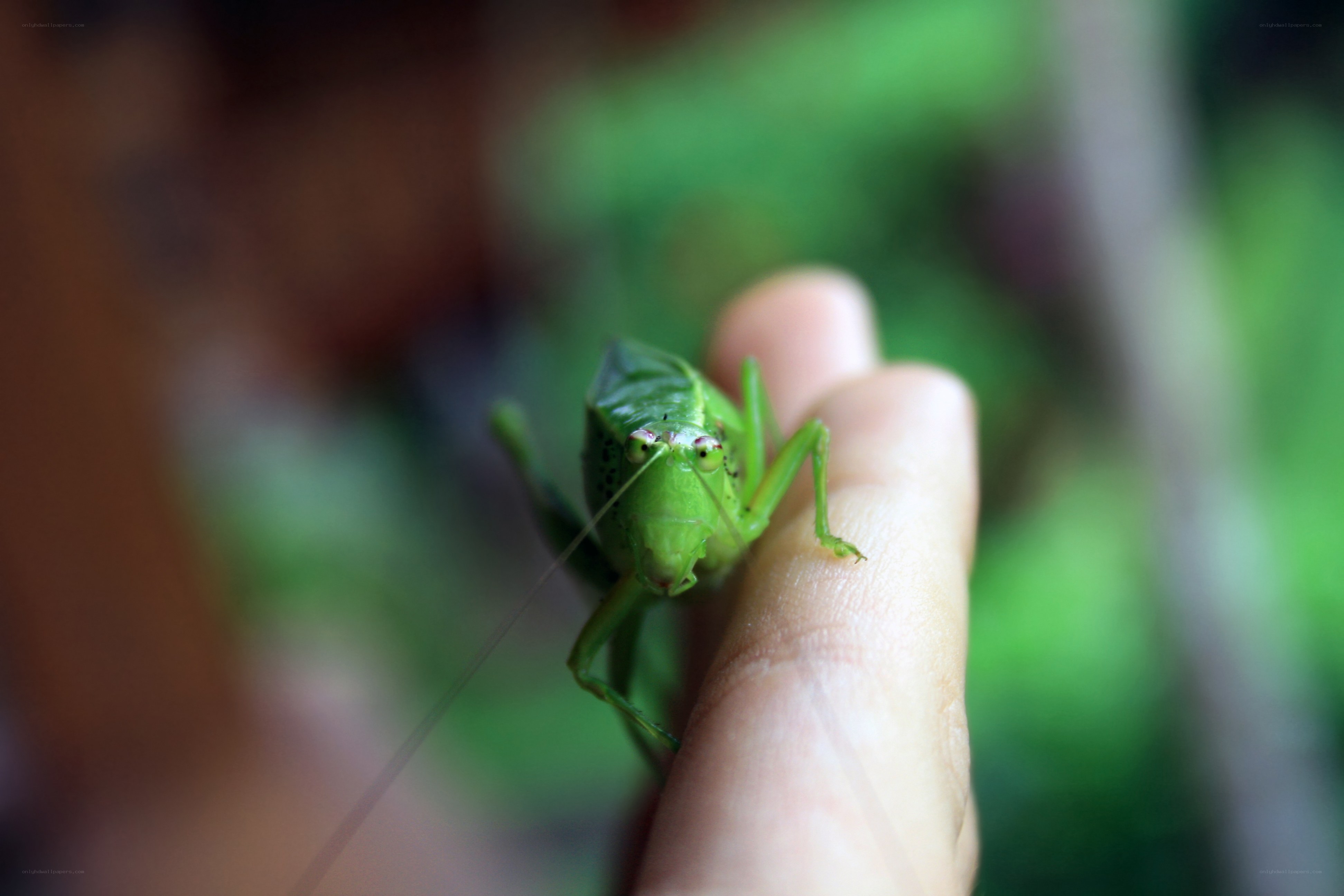 green katydid on finger