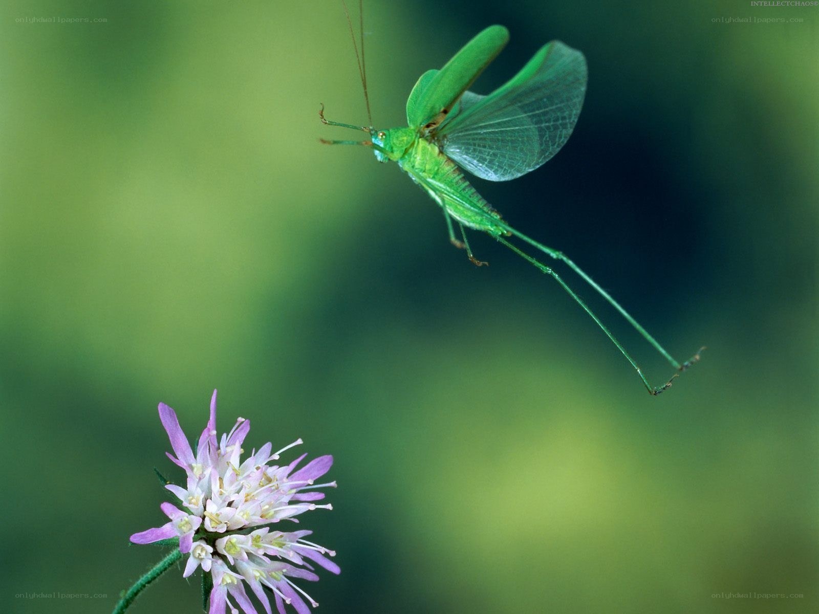 Green katydid on flower