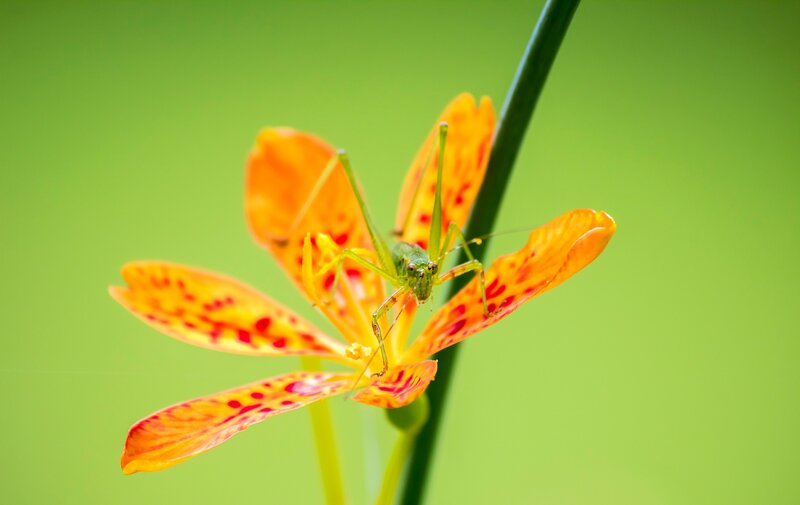 Green Katydid on Flower — Calm, Afternoon