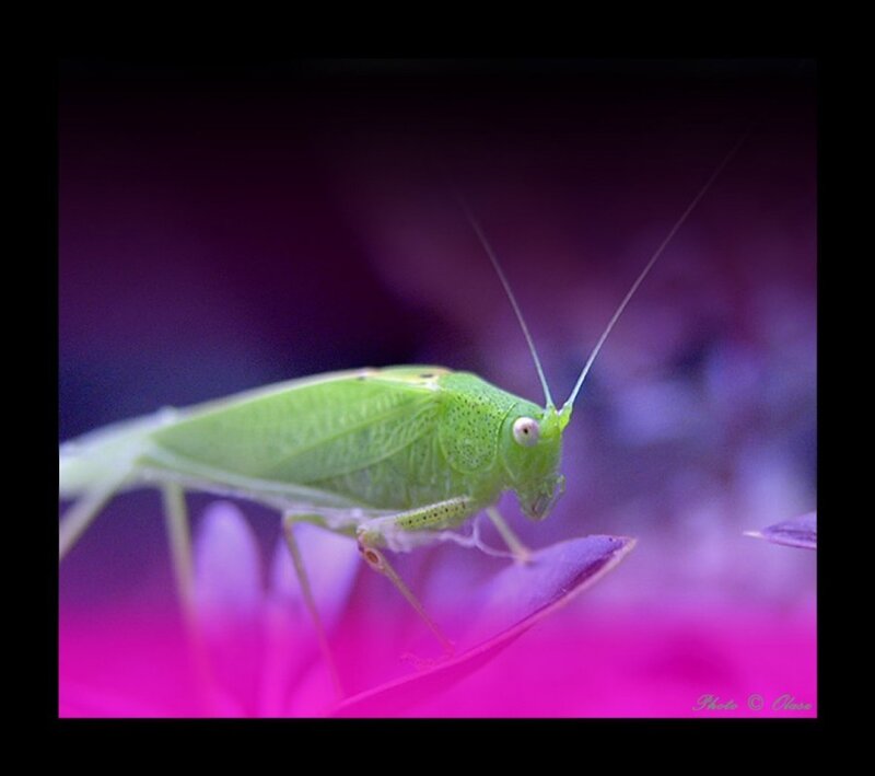 Green Katydid on Flower — Calm